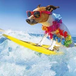 Surfing Dog Greeting Card